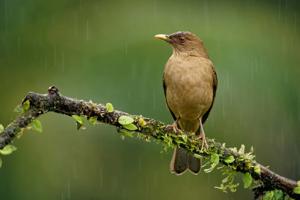 National Bird of Costa Rica: A Symbol of Natural Splendor