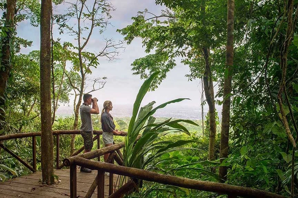 The Enchanting World of Birdwatching Movies