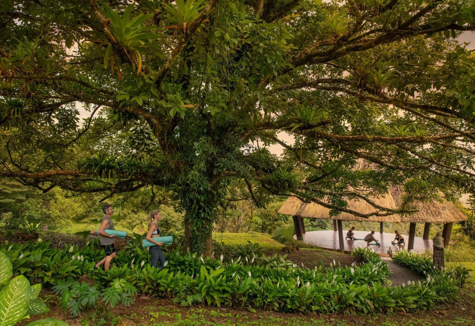 How the Rainforest is Related to Wellness