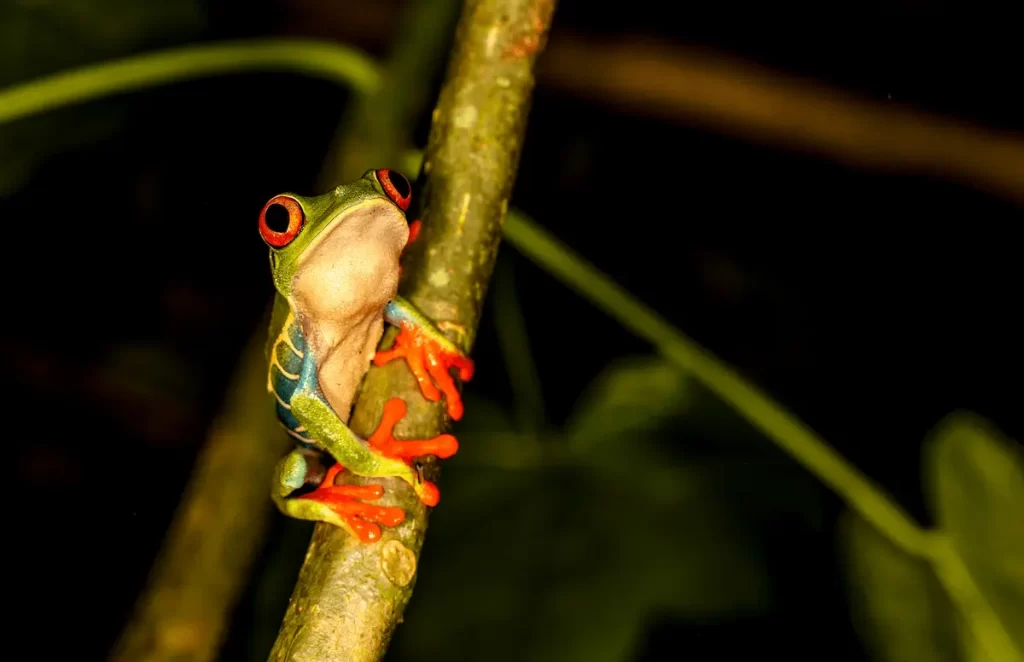 Discover the Magic of Costa Rica During the Green Season