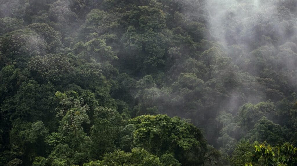 How the Rainforest is Related to Wellness
